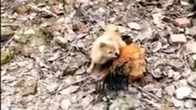 Chicken VS Dog Fight - Funny Animal Videos