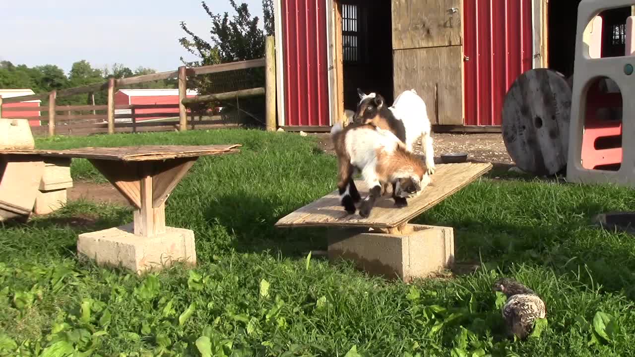 Adorable compilation of playful baby goats