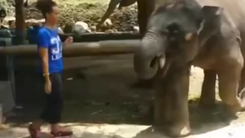 ULTIMATE|| Animal Compilation || Funny Fails || viral || comedy