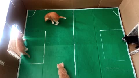 Soccer cats 2021 Messi