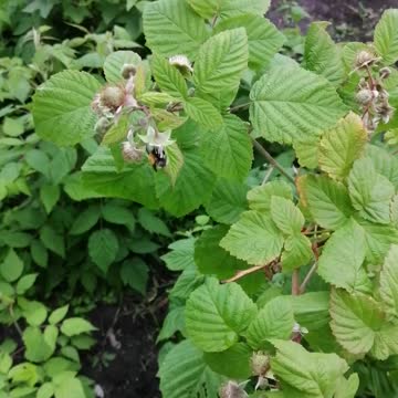 Bumblebee pollinates a plant.