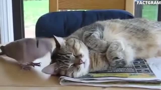 brave pigeon disturb sleeping cat lovely video