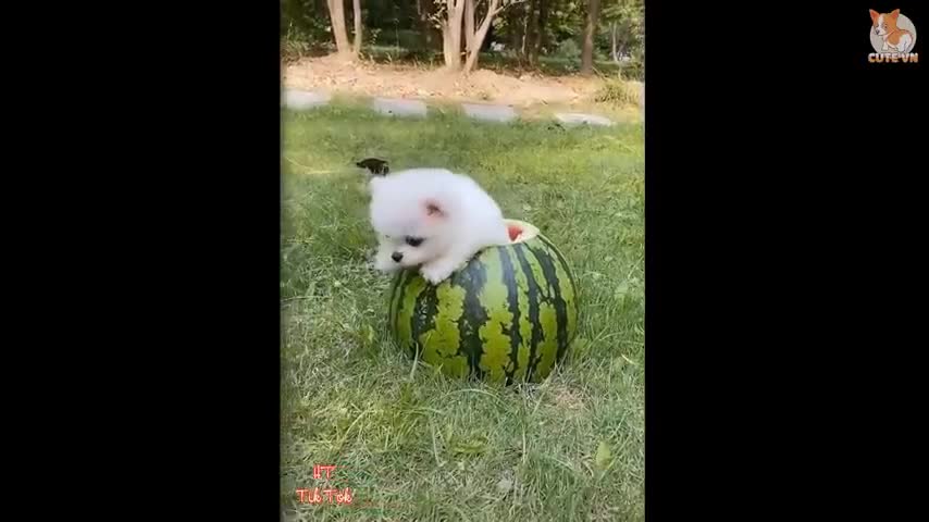 Most famous Pomeranian TikTok compilation