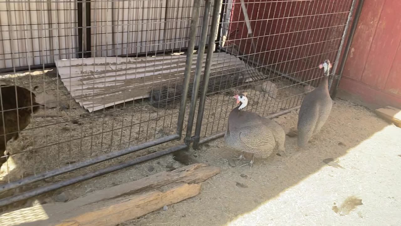 Guinea Fowls & Turkeys