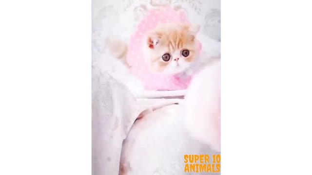 This might be too cute to watch...