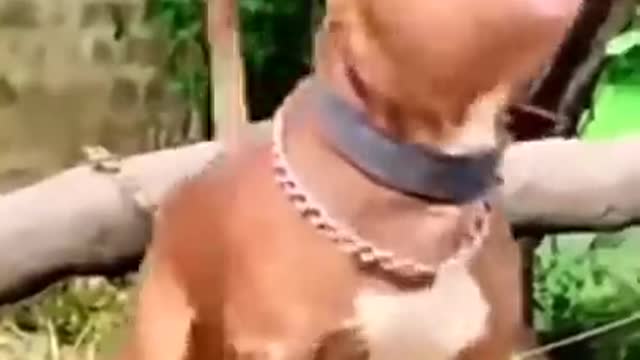 biggest-pitbull-breeds-in-2022-pitbull-shorts-pitbull-youtubeshorts