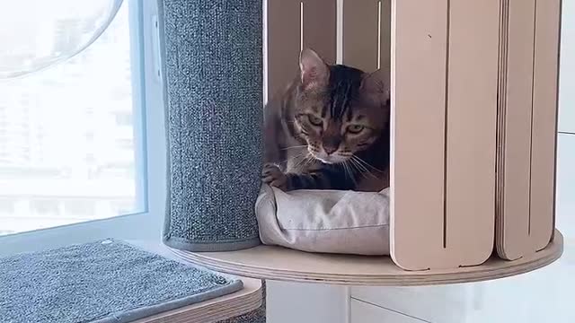 Cat awakening in the cat tower