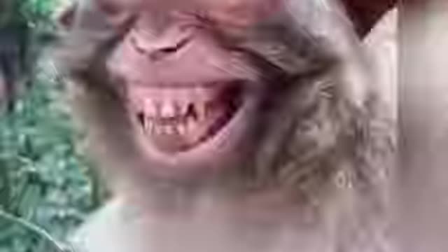 Monkey funny video cute Smiling Video #shorts