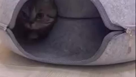 Cat in tube