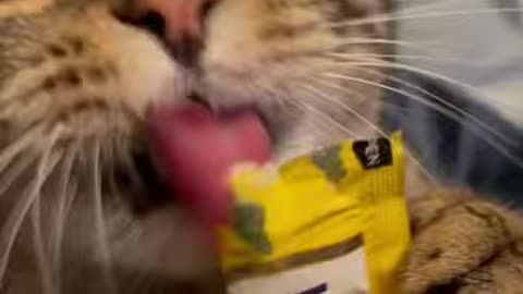 When Cat Tastes Choclate