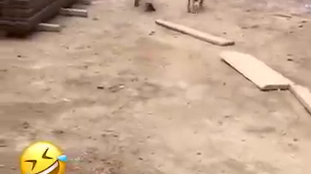 funny😅 funniest animals video