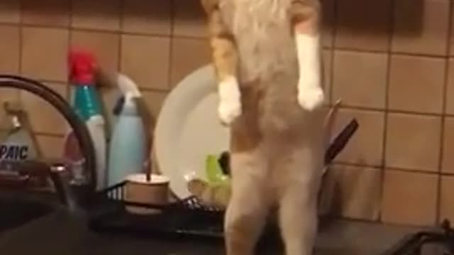 Cats are unstoppable! Compilation of funny videos with cats for a good mood!