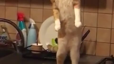 Cats are unstoppable! Compilation of funny videos with cats for a good mood!