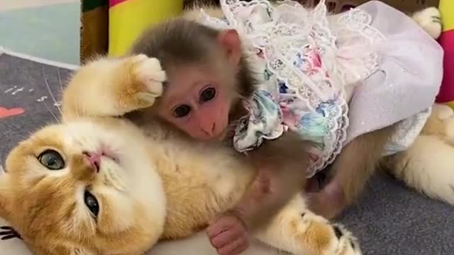 Monkey and cats funny video
