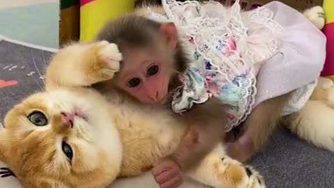 Monkey and cats funny video