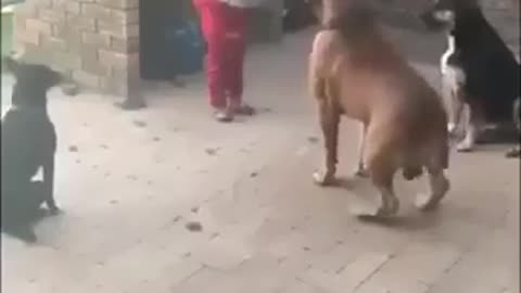 Meilleur dresseur de chien