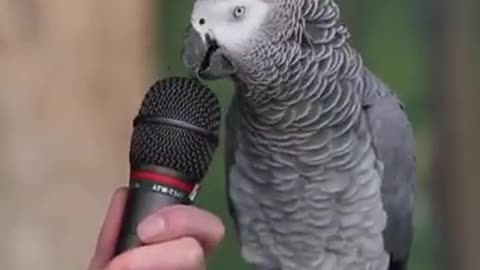 talking parrot