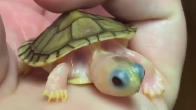 very small turtle breeds