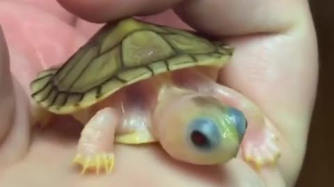 very small turtle breeds