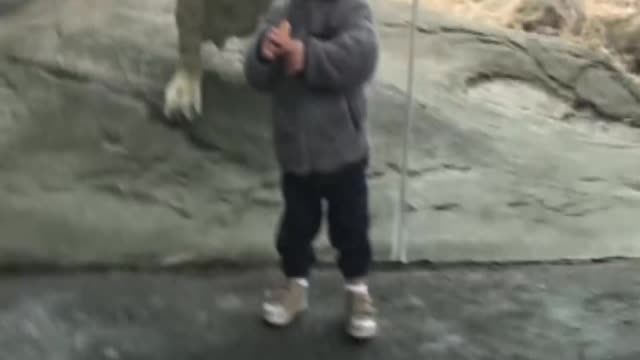 Tiger gradually stand and attacks on toddler at zoo