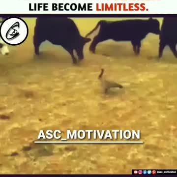 !!! Omg !!!Duck mess with bulls duck ready to fight