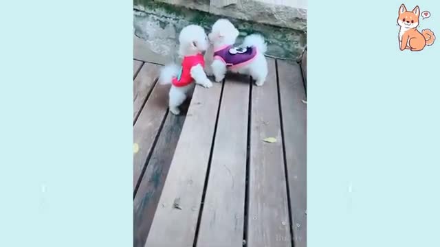 Dogs TikTOK - Awesome Funny Pet Animals Life