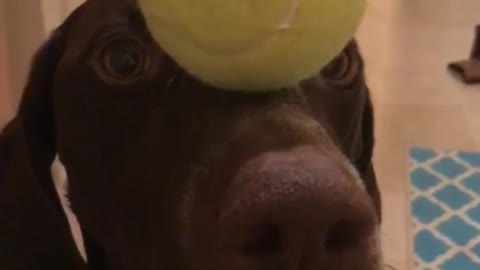 Dog holds tennis ball on nose