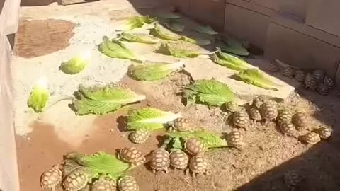 Baby tortoises LOVE their pond 🐢☀️