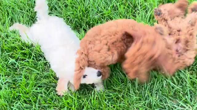 LA REACCIÓN DEL PERRO DE BOLONIA ES MUY BONITA😍🎉