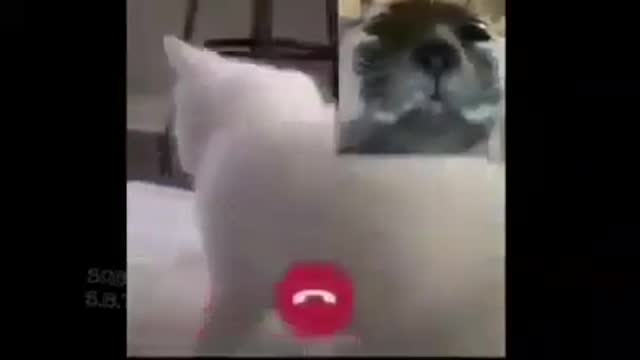 Gatos haciendo videollmada
