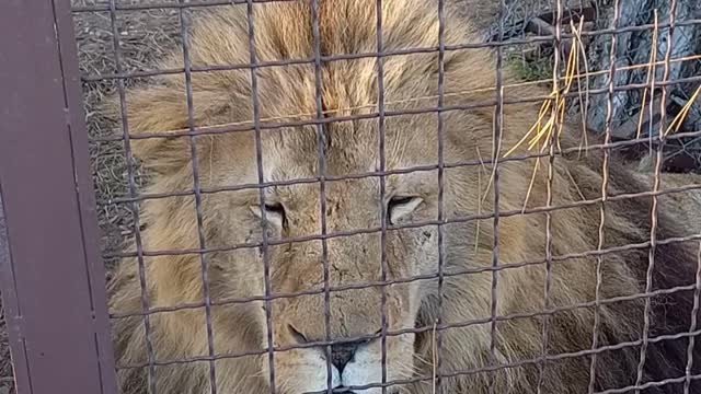 The nervous lion king