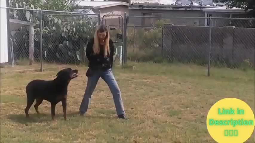 dog training videos english | basic dog training| Brain Training For Dogs Review 2022