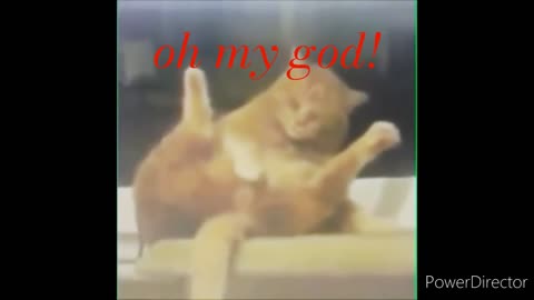 Catfunnyvideo