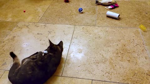 Kittens thrilled to discover toys at their new rescue home