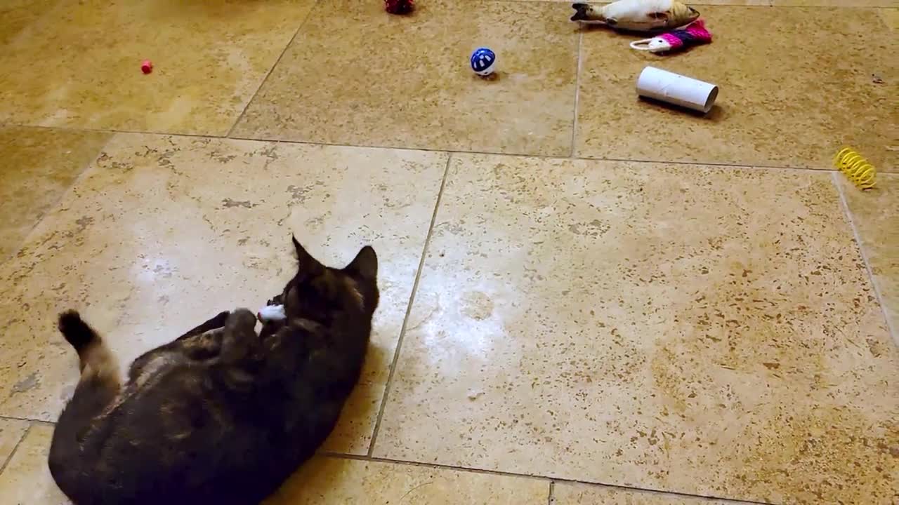 Kittens thrilled to discover toys at their new rescue home