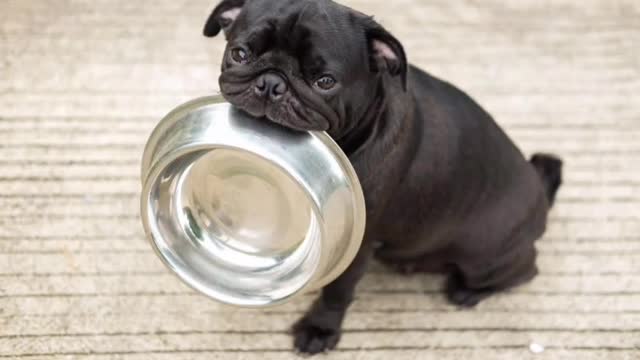 cute puppies