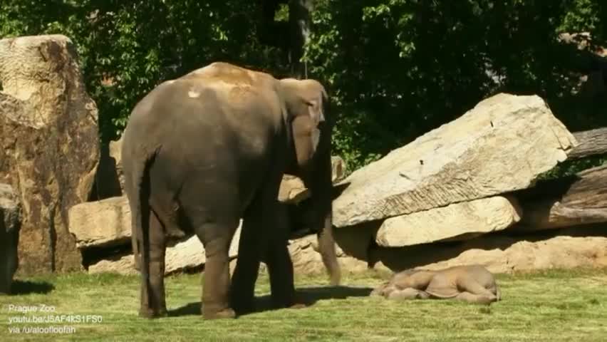 Mother elephant can’t wake her baby up so asks for help.. ❤