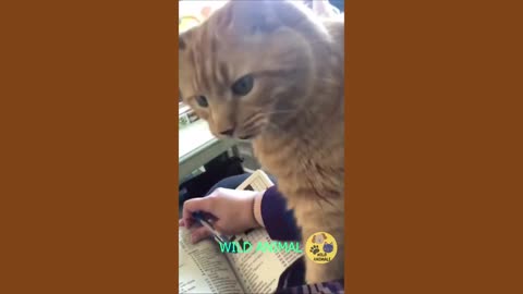 best funny cats and dogs videos