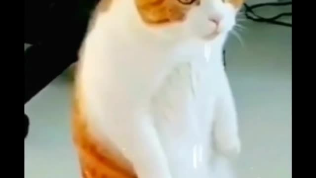 Funny Pets Video
