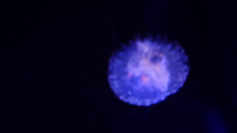 Blue jelly fish swimming through the water