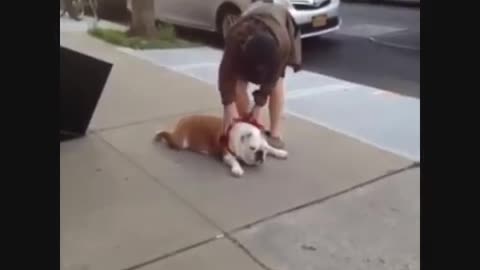 Funny and cute dogs compilation 1 - you must watch this