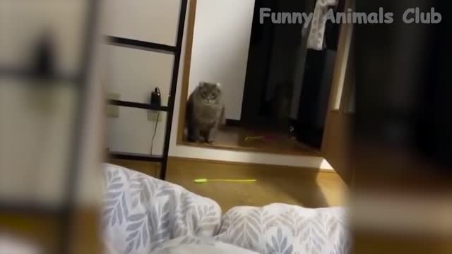 Best Funny Cat Videos That Will Make You Laugh All Day Long😂🐱