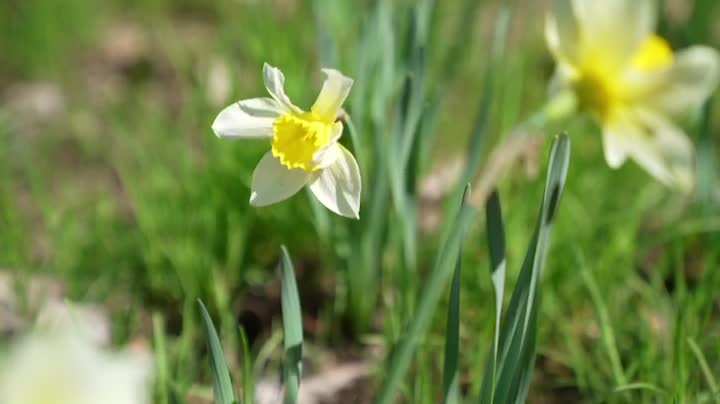 cute daffodil (10s)