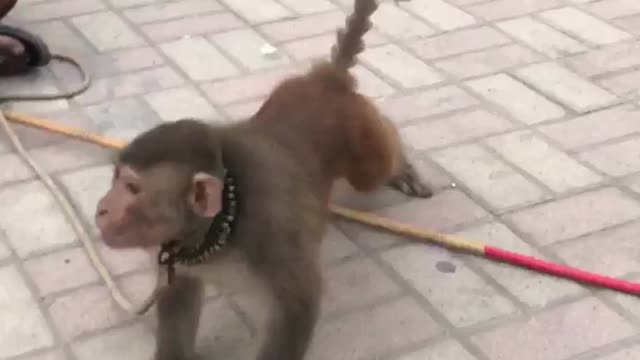 Monkey push ups