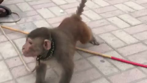 Monkey push ups