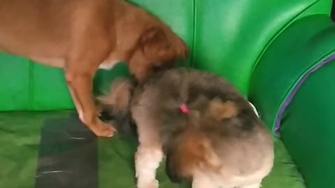 Cute little doggy play