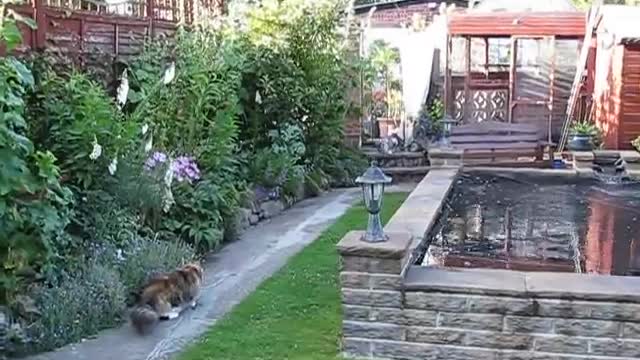 MAINE COON IN ROMPING IN THE GARDEN