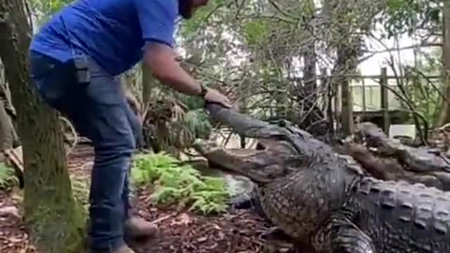 pet crocodile