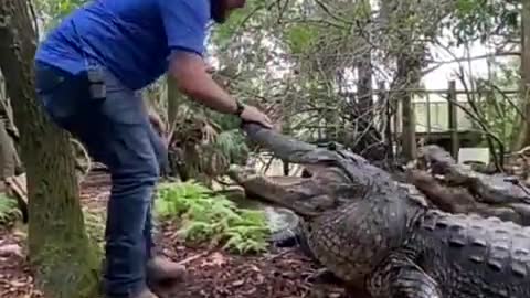 pet crocodile