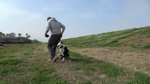 Great fundamentals on dog training